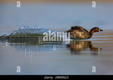 Petit grèbe (Podiceps ruficollis, Tachybaptus ruficollis), courant à la surface de l'eau, Italie, Toscane, Stagni dei Colli Alti Banque D'Images