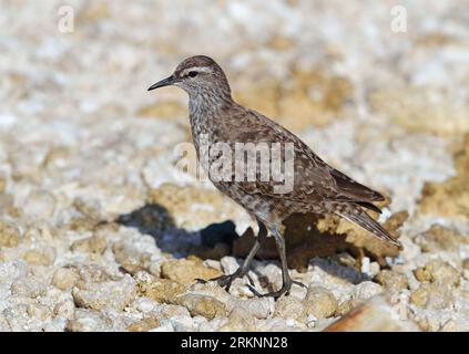 Tuamotu Sandpiper (Prosobonia parvirostris), sur cailloux, Polynésie française, archipel des Tuamotu Banque D'Images