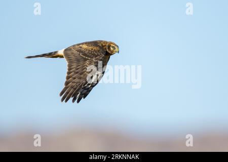 Harrier du Nord (Circus hudsonius), en vol, USA, Californie Banque D'Images