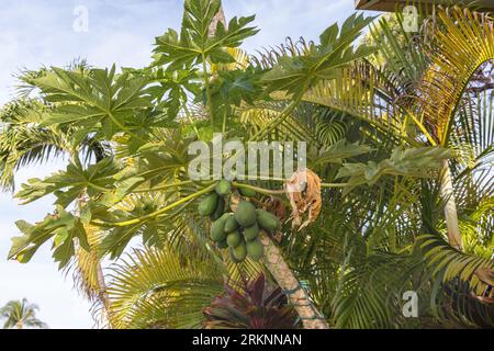 Papaye, papatte, patte, mamao, melon (Carica papaye), fleurs et fruits sur un arbre, USA, Hawaï, Maui, Kihei Banque D'Images