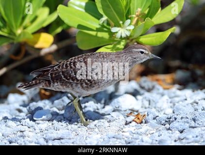 Tuamotu Sandpiper (Prosobonia parvirostris), sur cailloux, Polynésie française, archipel des Tuamotu Banque D'Images