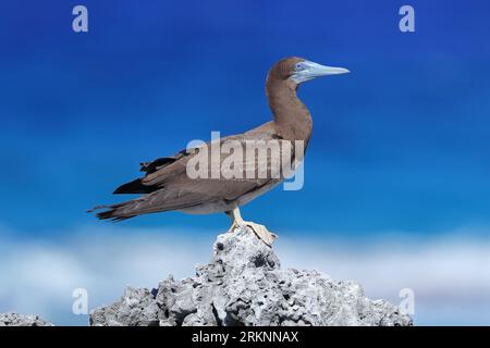 Booby brun (Sula leucogaster plotus, Sula plotus), première année sur un rocher côtier, Polynésie française, Archipel des Tuamotu, Tekokota Banque D'Images