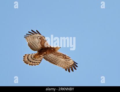 Buzzard au miel oriental, buzzard au miel à crête (Pernis ptilorhynchus), immature en vol, Oman Banque D'Images