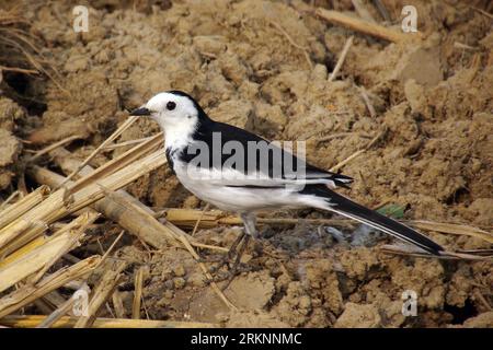 Wagtail chinois, Wagtail Amour, Wagtail blanc Amour (Motacilla alba leucopsis, Motacilla leucopsis), assis sur une branche, Chine Banque D'Images