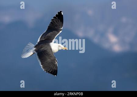 Mouette à dos noir (Larus fuscus intermedius, Larus intermedius), en vol, Italie, Lucca, Viareggio Banque D'Images