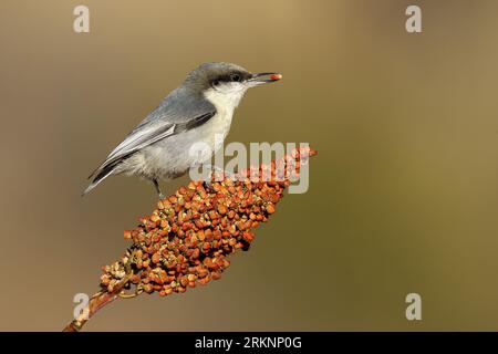 Nuthatche pygmée (Sitta pygmaea), mangeant des grains, USA Banque D'Images