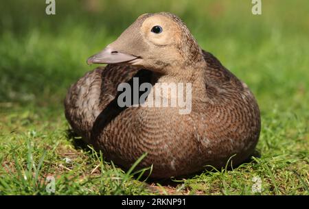 Eider à lunettes (Somateria fischeri), mâle de la première année civile en captivité, pays-Bas, Gueldre Banque D'Images