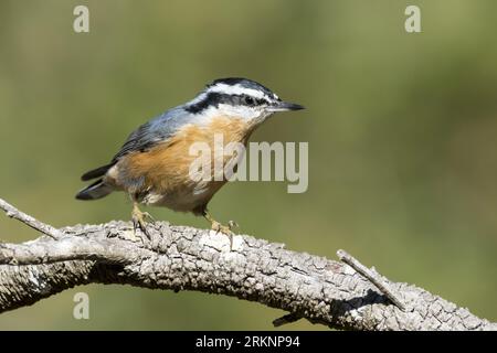 Nuthatche à poitrine rouge (Sitta canadensis), mâle adulte sur une branche, USA, Californie Banque D'Images