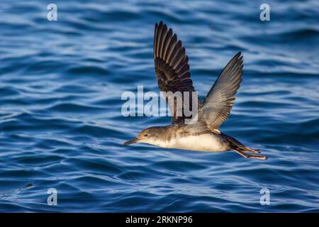 Yelkouan shearwater (Puffinus yelkouan), en vol au large de la côte, Italie, Lucques Banque D'Images