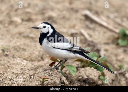 Wagtail chinois, Wagtail Amour, Wagtail blanc Amour (Motacilla alba leucopsis, Motacilla leucopsis), assis sur une branche, Chine Banque D'Images