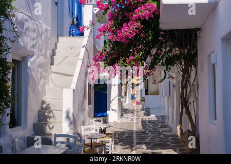 Naousa, GR - 2 août 2023 : rue typique en galets avec bougainvilliers dans les Cyclades Banque D'Images