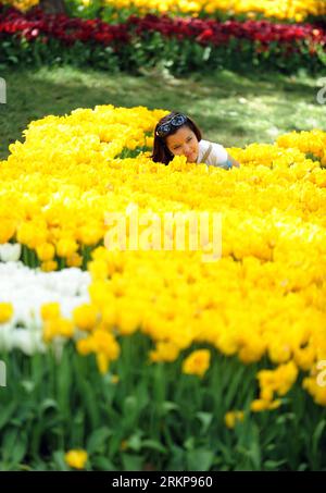 Bildnummer : 57932354 Datum : 25.04.2012 Copyright : imago/Xinhua (120426) -- ISTANBUL, 26 avril 2012 (Xinhua) -- Une fille pose pour une photo parmi les tulipes au parc Emirgan à Istanbul, Turquie, le 25 avril 2012. Plus de 11,6 millions de tulipes fleurissent dans le parc en avril, attirant de nombreux citoyens et touristes. (Xinhua/Ma Yan) (hdt) TURQUIE-ISTANBUL-TULIP PUBLICATIONxNOTxINxCHN Gesellschaft Frühling Jahreszeit Tulpen Blumen xjh x0x 2012 hoch 57932354 Date 25 04 2012 Copyright Imago XINHUA Istanbul avril 26 2012 XINHUA une fille pose pour une photo parmi les TULIPES AU parc Emirgan à Istanbul Turquie en avril Banque D'Images