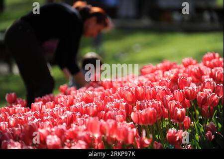 Bildnummer : 57932351 Datum : 25.04.2012 Copyright : imago/Xinhua (120426) -- ISTANBUL, 26 avril 2012 (Xinhua) -- des touristes sont vus parmi les tulipes au parc Emirgan à Istanbul, Turquie, le 25 avril 2012. Plus de 11,6 millions de tulipes fleurissent dans le parc en avril, attirant de nombreux citoyens et touristes. (Xinhua/Ma Yan) (hdt) TURQUIE-ISTANBUL-TULIP PUBLICATIONxNOTxINxCHN Gesellschaft Frühling Jahreszeit Tulpen Blumen xjh x0x 2012 quer 57932351 Date 25 04 2012 Copyright Imago XINHUA Istanbul avril 26 2012 les touristes XINHUA sont des lacs parmi les TULIPES AU parc Emirgan à Istanbul Turquie LE 25 2012 avril Banque D'Images