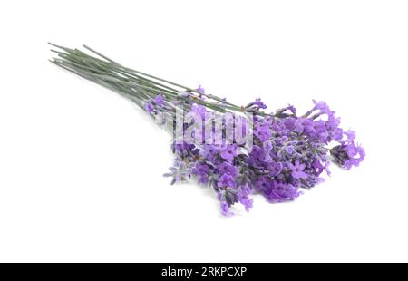 Bouquet de belles fleurs de lavande isolé sur blanc Banque D'Images