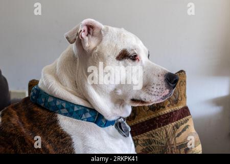 Portrait rapproché d'un chien aux yeux bruns avec un regard inquiet Banque D'Images