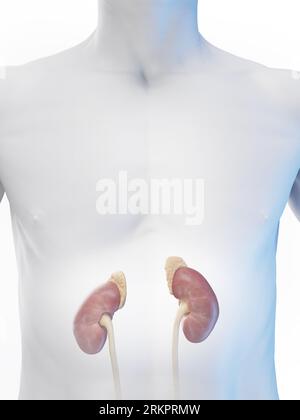 Reins et grands surrénaux, illustration. Banque D'Images