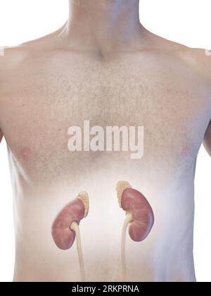 Reins et grands surrénaux, illustration. Banque D'Images