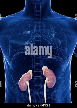Reins et glandes surrénales, illustration. Banque D'Images