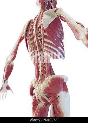 Système musculaire du dos, illustration. Banque D'Images