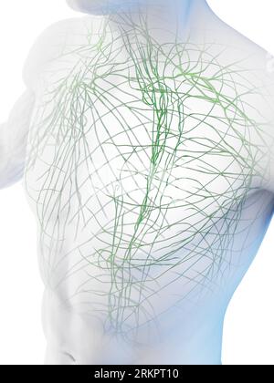Système lymphatique, illustration. Banque D'Images