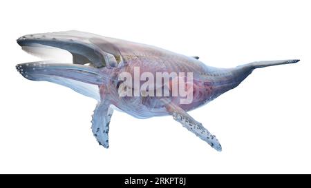 Anatomie des baleines, illustration. Banque D'Images