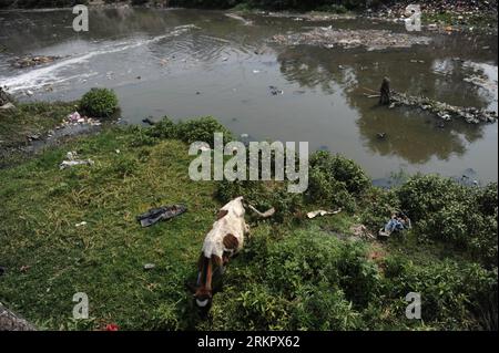 Bildnummer: 58068304  Datum: 24.05.2012  Copyright: imago/Xinhua (120604) -- KATHMANDU, June 4, 2012 (Xinhua) -- Photo taken on May 24, 2012 shows a cow grazing on the riverside of Bagmati River in the eastern part of Kathmandu, capital of Nepal. Can an unpurified river purify a man spiritually? Standing on the bank of the Bagmati River in the Pashupatinath Temple to watch dead bodies being cremated, tourists were shocked by the contrast between the Hindu beautiful belief and the ugly reality of this holy river. Originating from the northern hills of Kathmandu Valley, the Bagmati River flows t Stock Photo