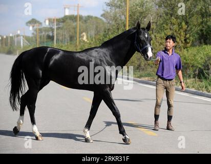 120615 -- YOUYU, 15 juin 2012 Xinhua -- Un cavalier prend soin d'un cheval Akhal-Teke dans le comté de Youyu, province du Shanxi, dans le nord de la Chine, le 12 juin 2012. Akhal-Teke, surnommé cheval de sueur en Chine, est une race de cheval du Turkménistan. Ces chevaux sont considérés comme l'une des plus anciennes races de chevaux survivantes, et il y a actuellement environ 3 000 Akhal-Tekes dans le monde. Xinhua/Yan Yan zhs CHINE-SHANXI-AKHAL-TEKE CHEVAL CN PUBLICATIONxNOTxINxCHN Banque D'Images