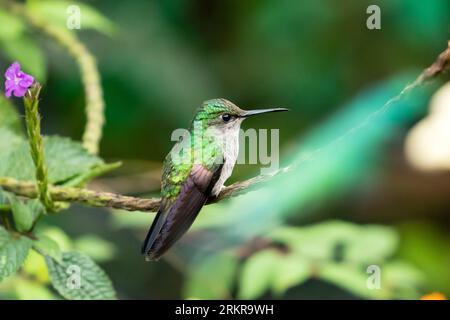 Gros plan de colibri à queue rayée perché sur une branche feuillue dans les hauts plateaux de la province de Chiriqui, Panama Banque D'Images