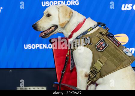 New York, États-Unis. 25 août 2023. Le chien de service Ace dont la formation pour les guerriers dans le besoin est sponsorisée par Jessica Pegula assiste à la journée des médias de l'US Open avant le début du tournoi au Billy Jean King tennis Center à New York le 25 août 2023. (Photo de Lev Radin/Sipa USA) crédit : SIPA USA/Alamy Live News Banque D'Images