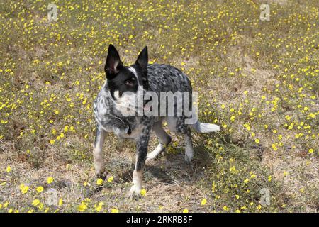 Chien de bétail australien debout dans le champ avec des fleurs sauvages Banque D'Images