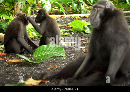 Les macaques à crête noire (Macaca nigra) des Célèbes sont photographiés alors qu'ils se reposent et ont une activité sociale sur une plage de la forêt de Tangkoko, Sulawesi du Nord, en Indonésie. Le changement climatique et les maladies sont des menaces émergentes pour les primates, tandis que le macaque à crête appartient aux 10% des espèces de primates qui sont très vulnérables aux sécheresses, selon les scientifiques des primates. Un rapport récent a révélé que la température augmente effectivement dans la forêt de Tangkoko, et que l'abondance globale des fruits a diminué. Macaca nigra est considérée comme une espèce clé dans leur habitat, une importante «espèce parapluie» pour la biodiversité Banque D'Images