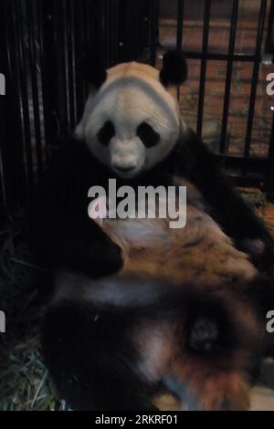 Bildnummer : 58224424 Datum : 06.07.2012 Copyright : imago/Xinhua (120711) -- TOKYO, 11 juillet 2012 (Xinhua) -- une photo prise le 6 juillet 2012 et publiée par la Société du parc zoologique d'Ueno le 11 juillet 2012 montre que Shin Shin, un panda géant de 7 ans, câline son bébé panda géant mâle au zoo d'Ueno à Tokyo, Japon. Les responsables du zoo d'Ueno ont déclaré mercredi que le petit panda géant mâle né dans le zoo jeudi dernier est mort d'une pneumonie mercredi matin. La mère Shin Shin, dont le nom chinois est Xian nu , et son compagnon RI RI, dont le nom chinois est Bi Li , ont été amenés à Tokyo en février dernier Banque D'Images