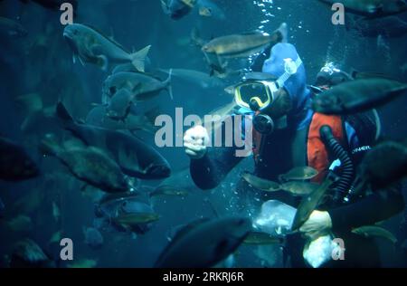 Plongeur nourrissant des poissons dans la forêt de varech à Monterey Bay Aquarium, Monterey, Californie, États-Unis Banque D'Images