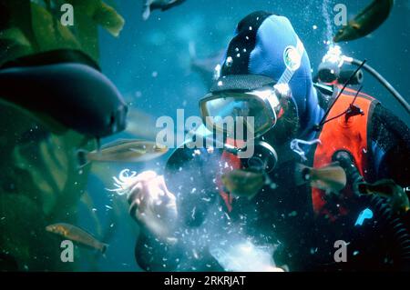 Plongeur nourrissant des poissons dans la forêt de varech à Monterey Bay Aquarium, Monterey, Californie, États-Unis Banque D'Images