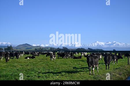 Élevage laitier avec vaches noires et blanches à Sheffield & Snow dans les Alpes du Sud, Canterbury, Nouvelle-Zélande Banque D'Images