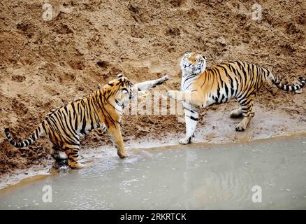 Bildnummer : 58307079 Datum : 03.08.2012 Copyright : imago/Xinhua (120803) -- HARBIN, 3 août 2012 (Xinhua) -- deux tigres de Sibérie jouent l'un avec l'autre à côté d'un étang dans la zone de loafing du Heilongjiang Siberian Tiger Park à Harbin, capitale du nord-est de la Chine, province de Heilongjiang, 3 août 2012. Les zoologistes du Heilongjiang Siberian Tiger Garden, le plus grand centre de reproduction au monde pour les tigres de Sibérie, ont annoncé vendredi le début d'un programme d'entraînement en milieu sauvage pour les tigres de Sibérie. Sept tigres sibériens participent au programme et ce chiffre devrait atteindre 11 d’ici la fin du programme Banque D'Images