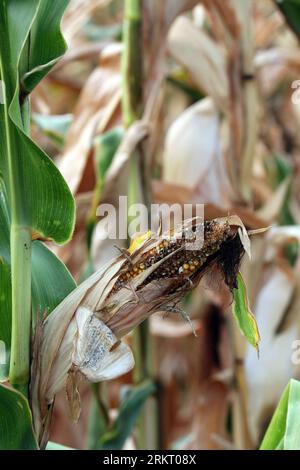 Bildnummer: 58336106  Datum: 11.08.2012  Copyright: imago/Xinhua (120811) -- BUCHAREST, Aug. 11, 2012 (Xinhua) -- An ear corn sits on a struggling corn plant in a drought-stricken farm field on August 11, 2012 in Albesti, Constanta county, about 270 km south east of Bucharest, capital of Romania. (Xinhua/Gabriel Petrescu) ROMANIA-AGRICULTURE-DROUGHT PUBLICATIONxNOTxINxCHN Wirtschaft LAndwirtschaft Feld Dürre premiumd Aufmacher x2x xsk 2012 hoch o0 Trockenheit Feld Mais Maisfeld     58336106 Date 11 08 2012 Copyright Imago XINHUA  Bucharest Aug 11 2012 XINHUA to Ear Corn sits ON a Struggling Co Stock Photo