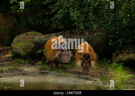 Deux Red River Hogs marchant dans la boue, espace de copie pour le texte, forêt un jour de pluie Banque D'Images