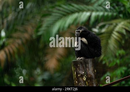 Gibbon commun ou gibbon aux mains blanches assis sur l'arbre sous la pluie dans la jungle, copiez l'espace pour le texte Banque D'Images