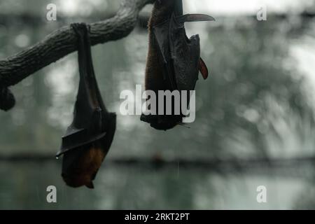 Deux renards volants à tête grise sur l'arbre à l'envers pendant le jour de pluie, espace de copie pour le texte, papier peint Banque D'Images