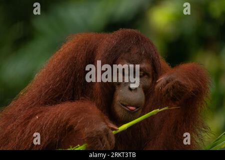 Orang-outan adulte mangeant le bâton avec sa langue visible. Fond vert, espace de copie pour le texte Banque D'Images