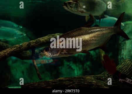 Tarpon atlantique (megalops atlanticus). Poissons marins. Gros plan de l'image avec espace de copie pour le texte Banque D'Images