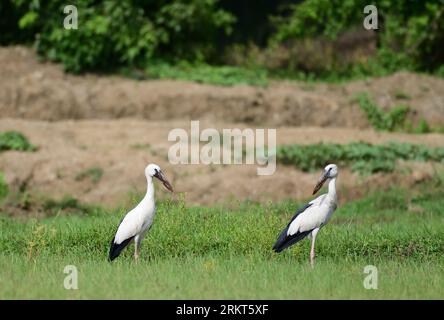 Asian Openbill Stork - Anastomus oscitans Banque D'Images