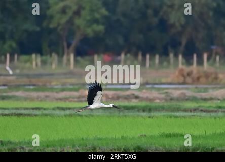 Asian Openbill Stork - Anastomus oscitans Banque D'Images