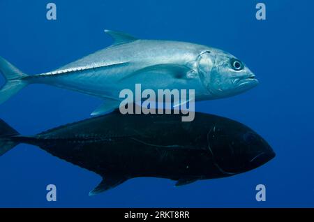 Couple d'accouplement de Bigeye Trevally, Caranx sexfasciatus, site de plongée Too Many Fish, île de Koon, Maluku, mer de Banda, Indonésie Banque D'Images