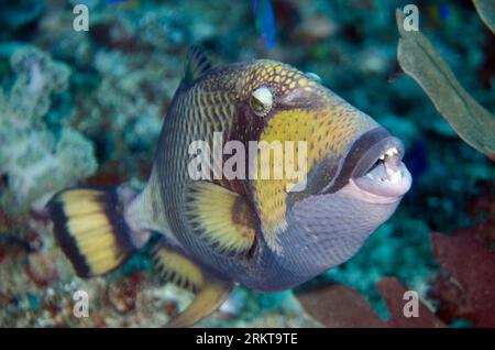 Titan Triggerfish, Balistoides viridescens, montrant des dents, site de plongée Whale Rock, île de Fiabacet, Raja Ampat, Papouasie occidentale, Indonésie Banque D'Images