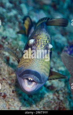 Titan Triggerfish, Balistoides viridescens, montrant des dents, site de plongée Whale Rock, île de Fiabacet, Raja Ampat, Papouasie occidentale, Indonésie Banque D'Images