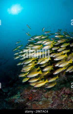 École de Bigeye Snapper, Lutjanus lutjanus, et Bluestripe Snapper, Lutjanus kasmira, avec soleil en arrière-plan, site de plongée Magic Mountain, Warakaraket, Banque D'Images