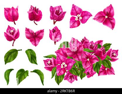 Bougainvilliers fleurs feuilles et branches ensemble réaliste isolé à fond blanc illustration vectorielle Illustration de Vecteur