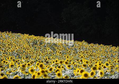 Bildnummer : 58452194 Datum : 09.09.2012 Copyright : imago/Xinhua (120910) -- BALTIMORE, 10 septembre 2012 (Xinhua) -- les tournesols fleurissent à la ferme Clear Meadow à Jarrettsville, près de Baltimore, Maryland, États-Unis, 9 septembre, 2012. (Xinhua/Zhang Jun) US-BALTIMORE-SUNFLOWER PUBLICATIONxNOTxINxCHN Wirtschaft Landwirtschaft Sonnenblume Sonnenblumen Pflanzen Sonnenblumenfeld x0x xmb 2012 quer 58452194 Date 09 09 2012 Copyright Imago XINHUA Baltimore sept 10 2012 XINHUA tournesols Blossom À la ferme des prairies claires près de Baltimore Maryland États-Unis sept 9 2012 XINHUA Zhang jun Banque D'Images